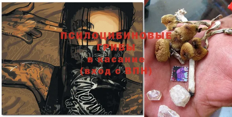 Псилоцибиновые грибы Psilocybine cubensis  Курчалой 