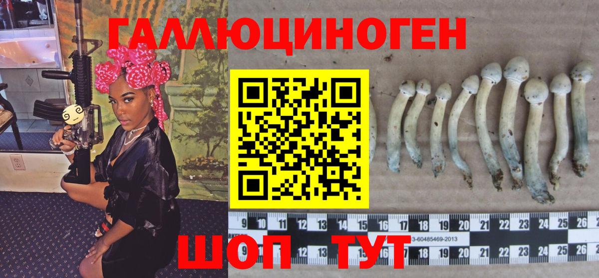 цена наркотик  Вход с VPN  Курчалой  Галлюциногенные грибы Cubensis 
