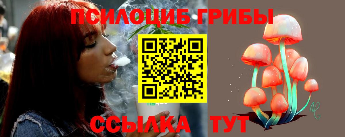 цена   Курчалой  Галлюциногенные грибы GOLDEN TEACHER 